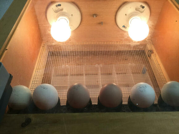 Artificial light in egg production