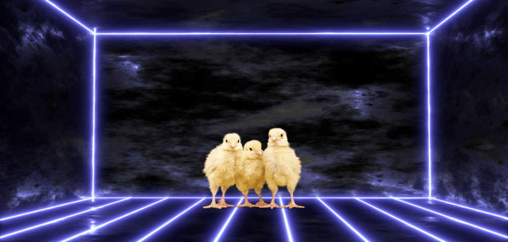 Chicken Coop Security