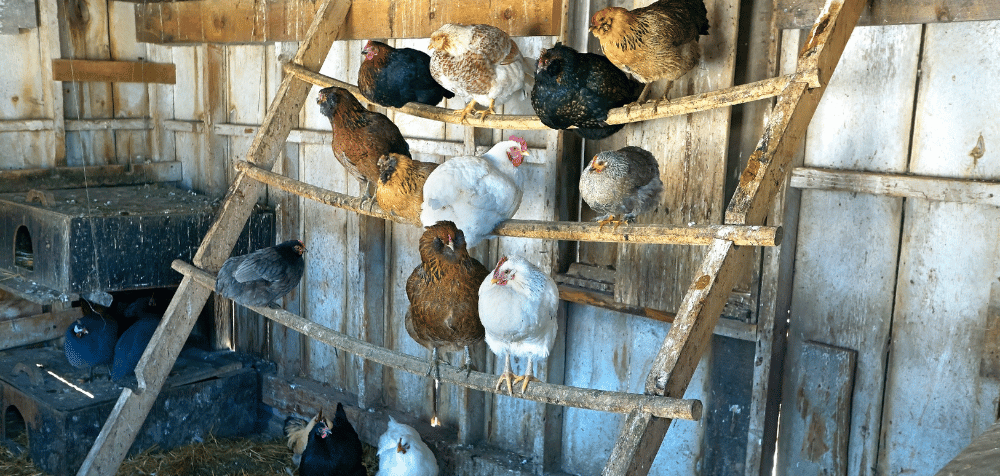 Chicken coop roosting bars