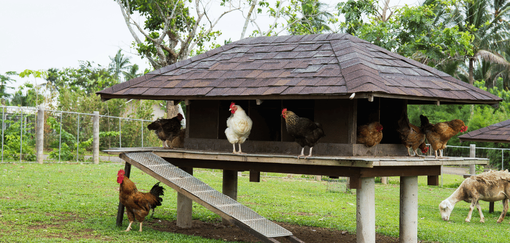Custom Chicken Coops