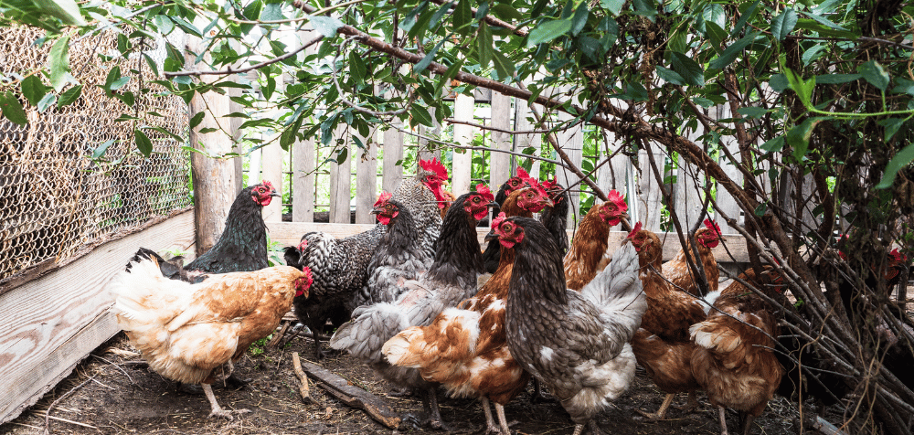 How to expand your chicken coop