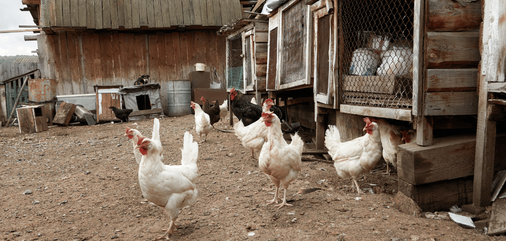 How to expand your chicken coop