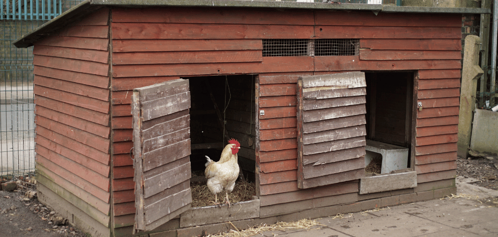 Do You Need To Have Lighting In A Chicken Coop?