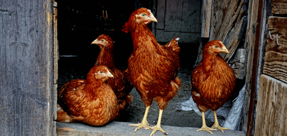 The Best Solar Panel Chicken Coop Light