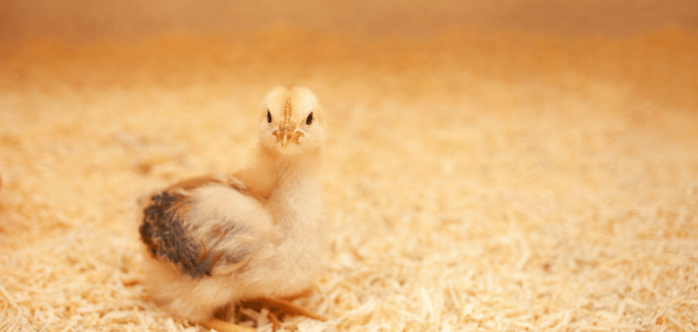 What to Look for When Buying a Solar Panel Chicken Coop Light
