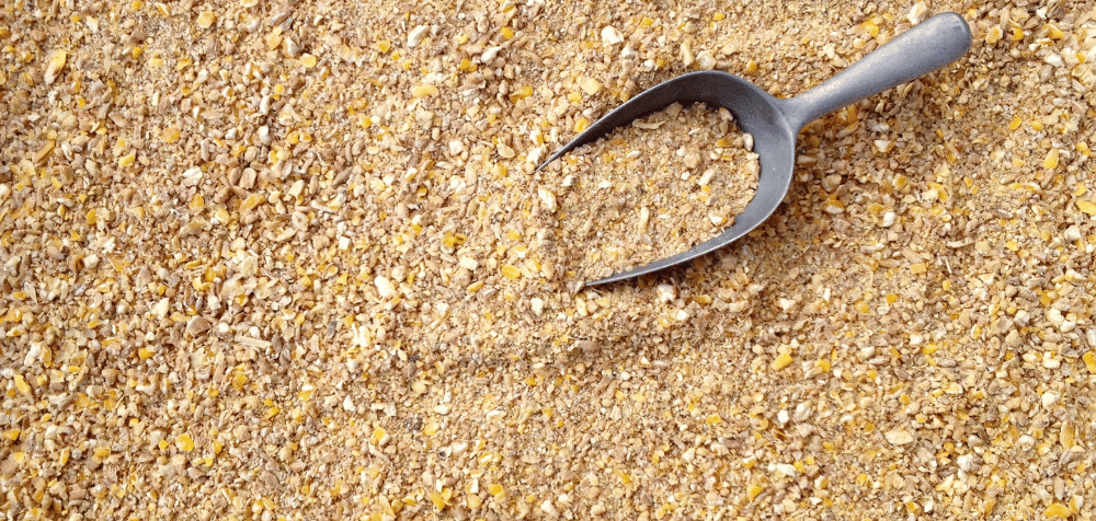 What Is Laying Mash for chickens
