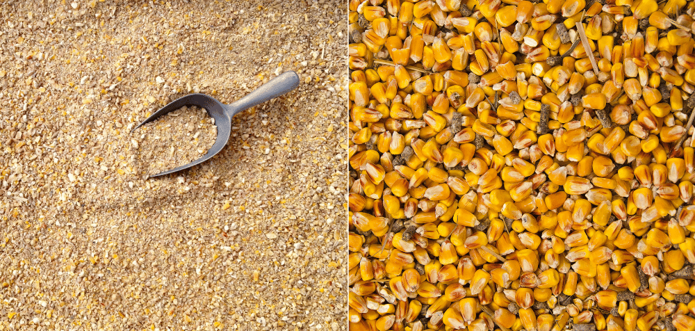 Laying Mash vs. Other Chicken Feeds