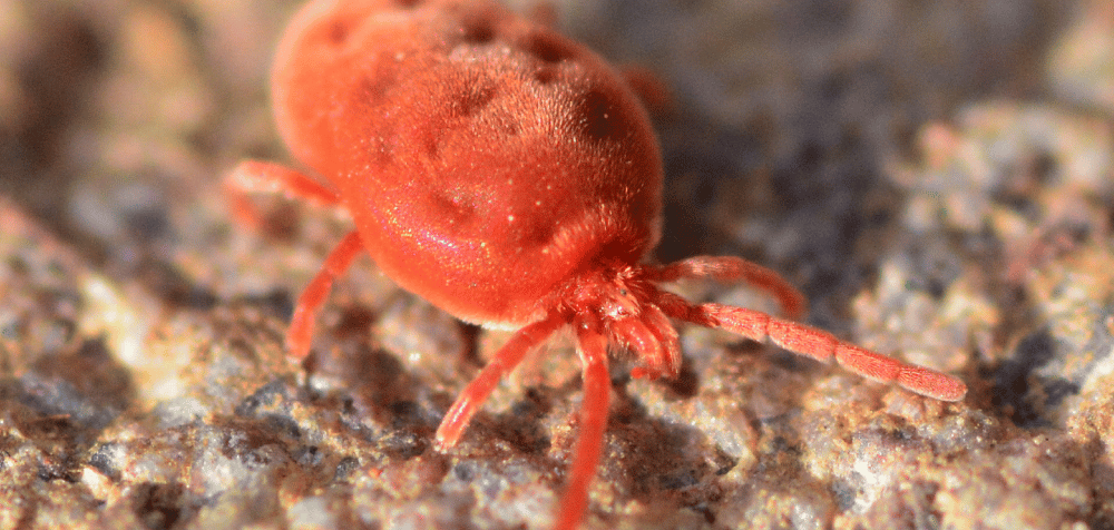The Best Chicken Mite Killer For Your Chickens