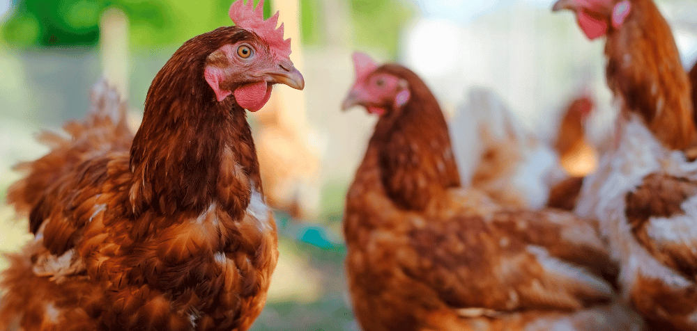How Often Should You Use Chicken Mite Powder?