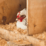 Chicken Nest Box Dimensions: The Perfect Size for Happy Hens