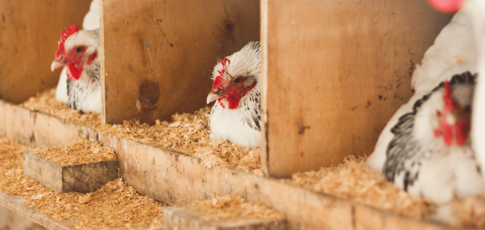 Chicken Nest Box Dimensions: The Perfect Size for Happy Hens