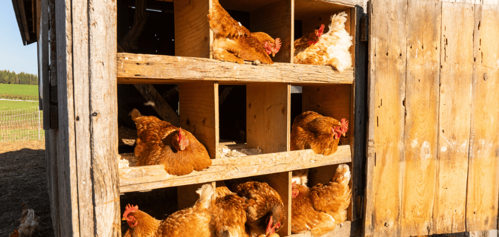 Chicken nest box dimensions for multiple chickens