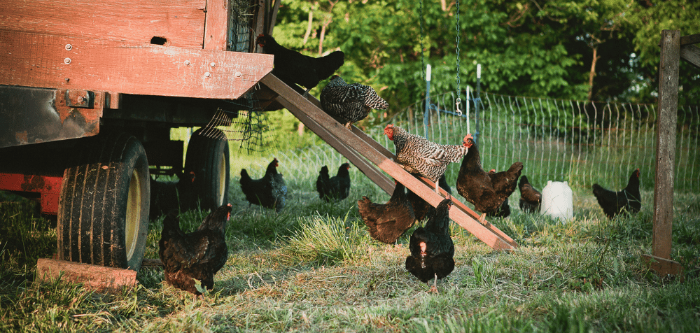 Common chicken coop mistakes