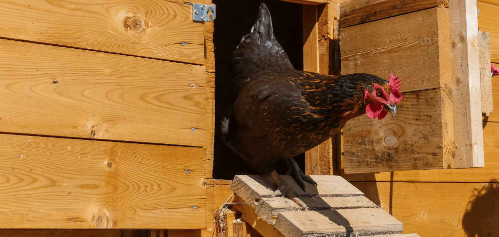 Insulate Your Chicken Coop