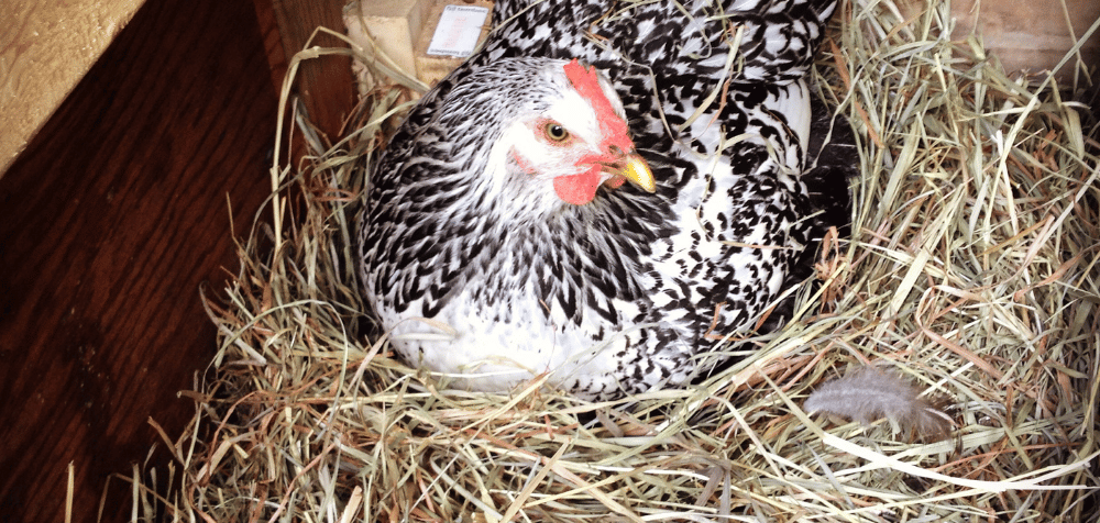 Chicken coop accessories
