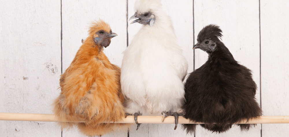 Chicken roosting bars