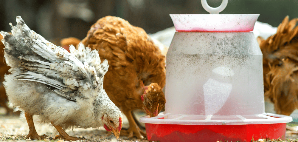 Chicken feeders and waterers