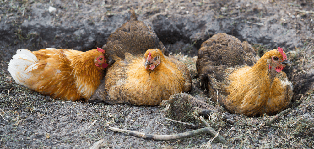 Chicken Dust Bath Areas