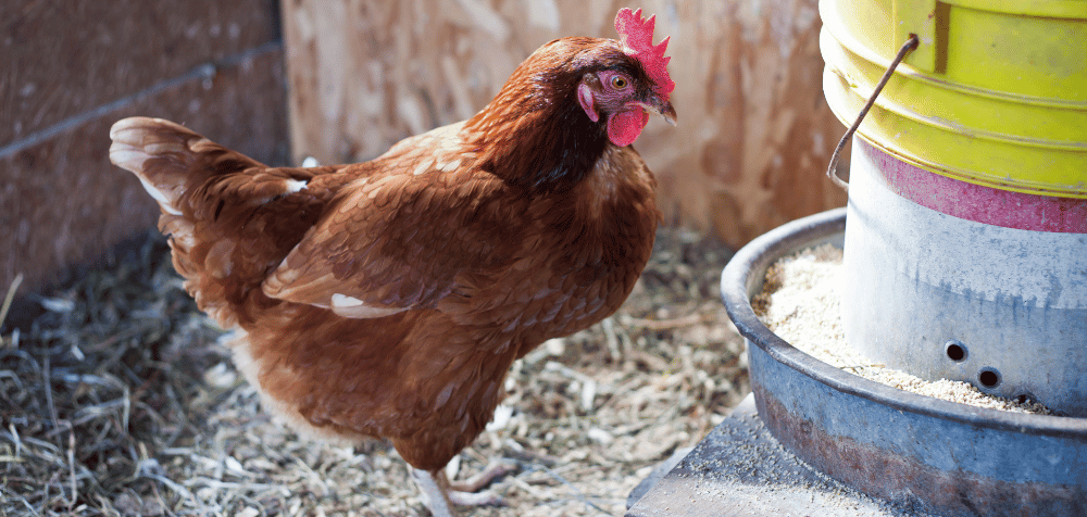 the Best Chicken Feeder for Your Coop