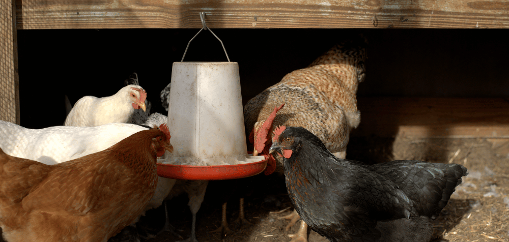 Factors to Consider When Choosing the Best Chicken Feeder