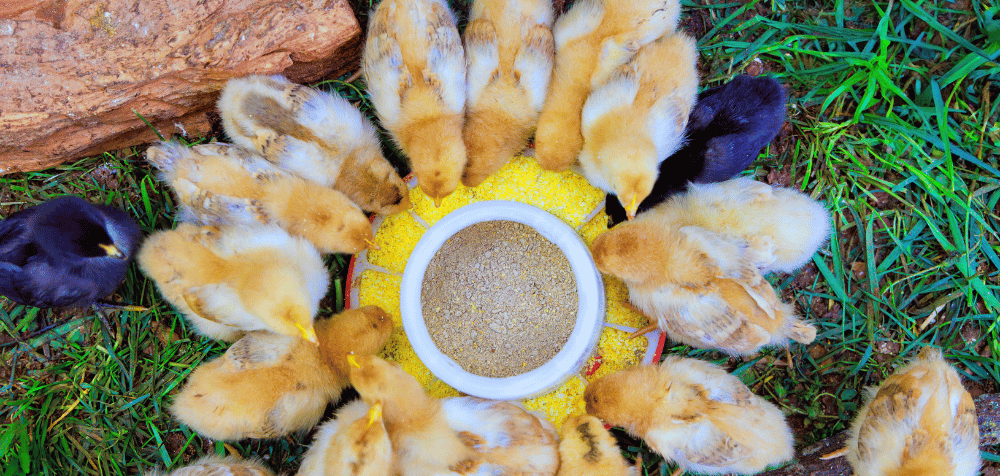 Top 5 Best Chicken Feeders