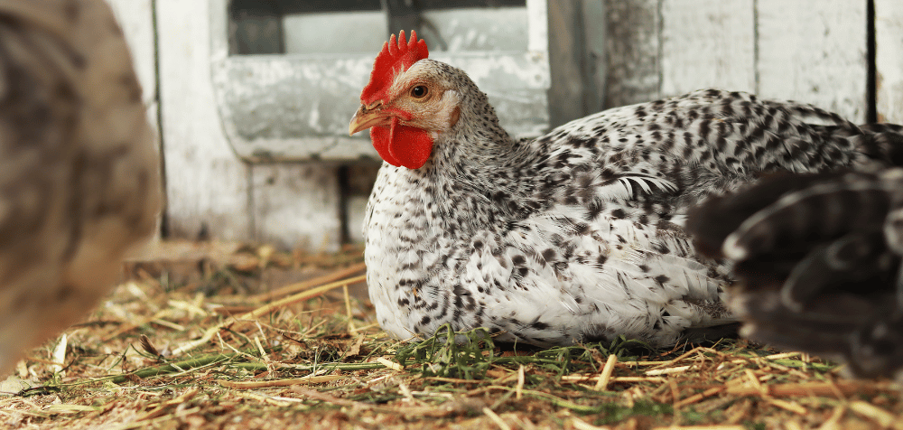 Chicken Coop Bedding