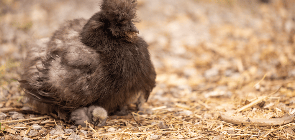 Why Chicken Coop Bedding Matters