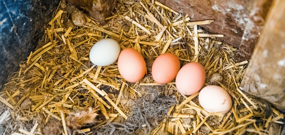 How to install a chicken coop camera