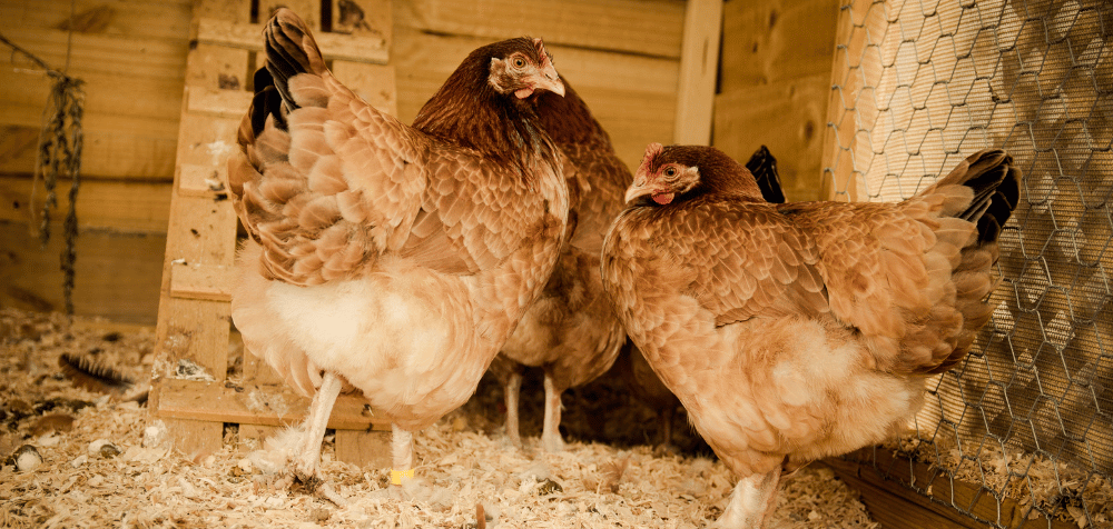 How to install a chicken coop camera