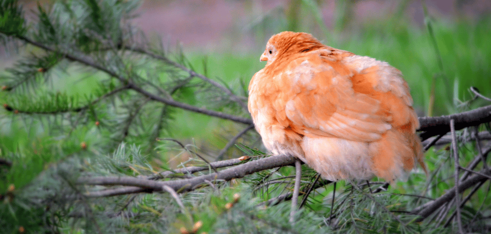 Best Perches and Roosting Bars for Chicken Coops