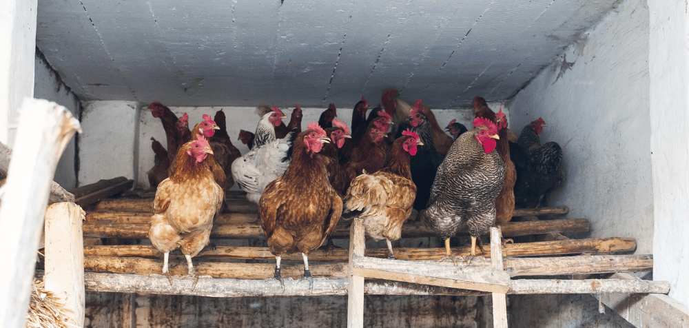 Roosting Bars for Chicken Coop