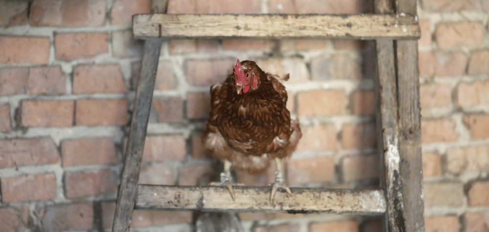Ideal placement for chicken roosting bars
