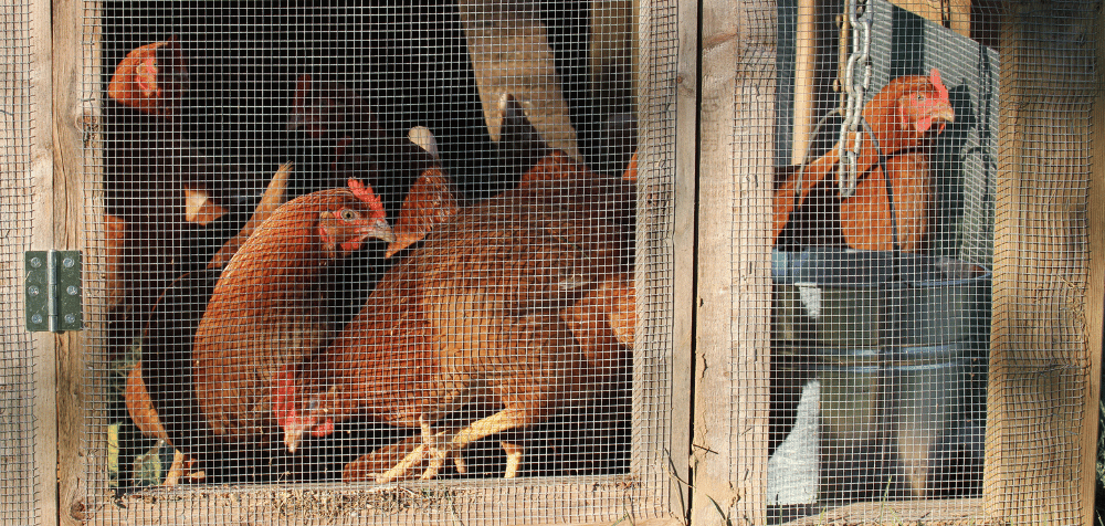 portable chicken coop pros and cons