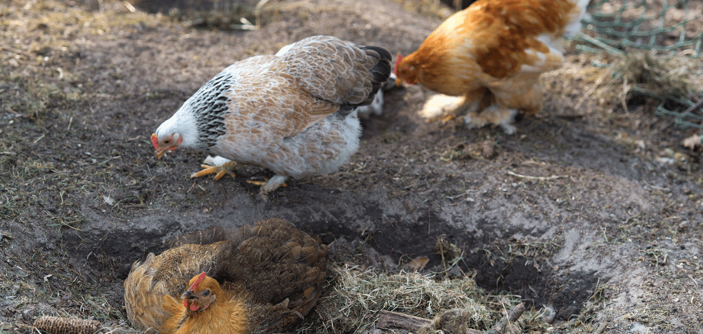 How to Set Up a Chicken Dust Bath in Your Coop