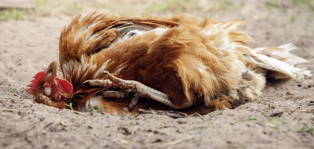 Choosing the Right Spot for a Chicken Dust Bath