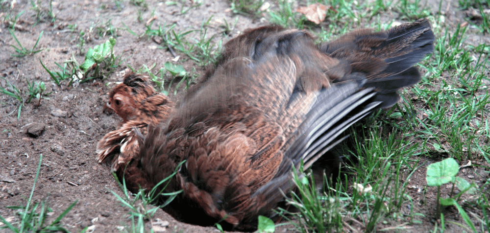 How to Set Up the Chicken Dust Bath