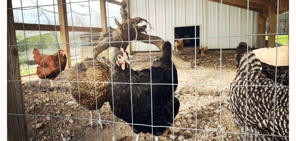 How to Clean Your Chicken Coop: A Step-by-Step Guide