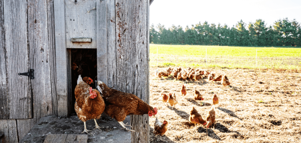 Why Clean Your Chicken Coop