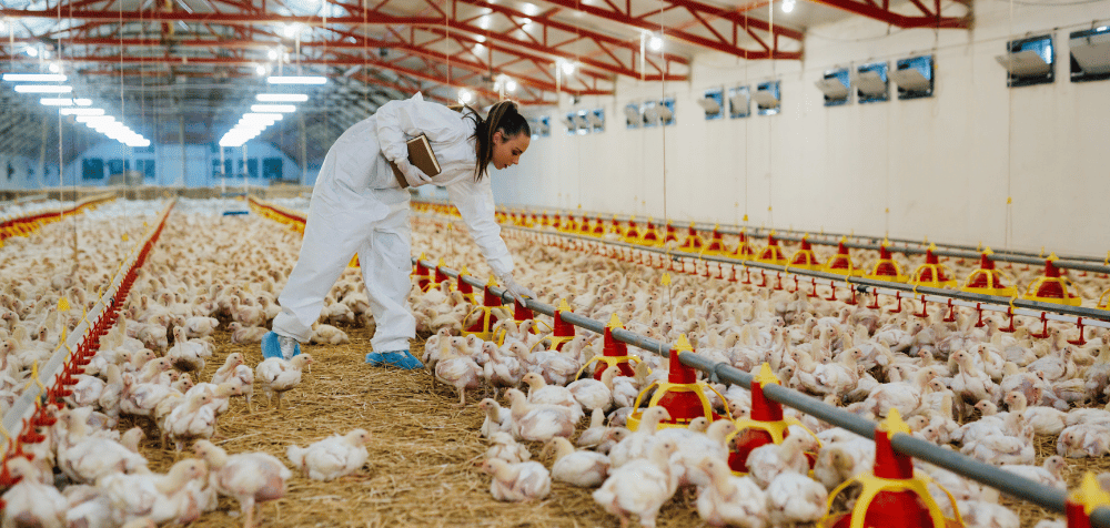 Tips for Maintaining a Clean Chicken Coop