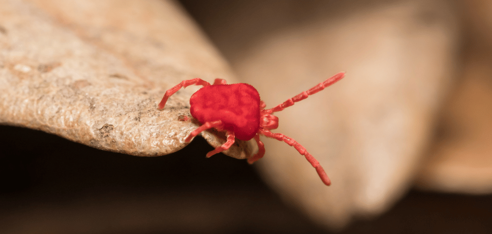 How to Prevent and Manage Mites and Lice in Your Chicken Coop