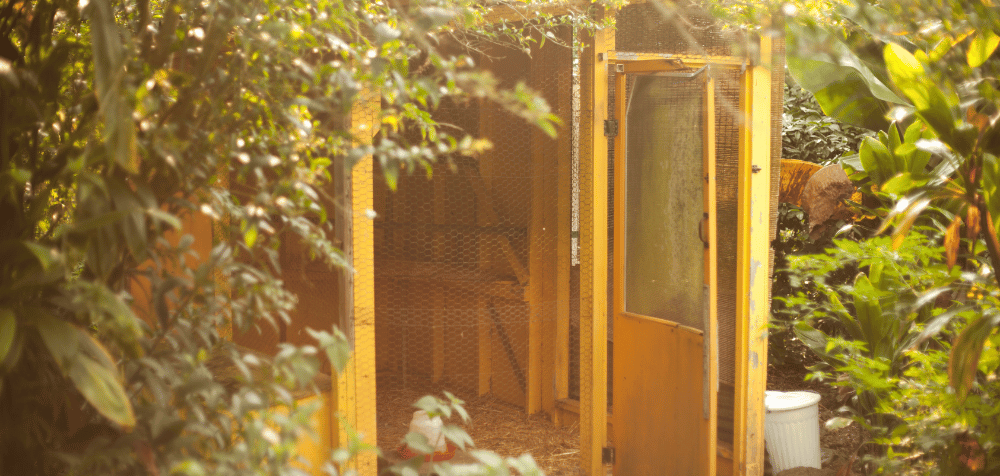 How to Prevent Mites and Lice in Your Chicken Coop