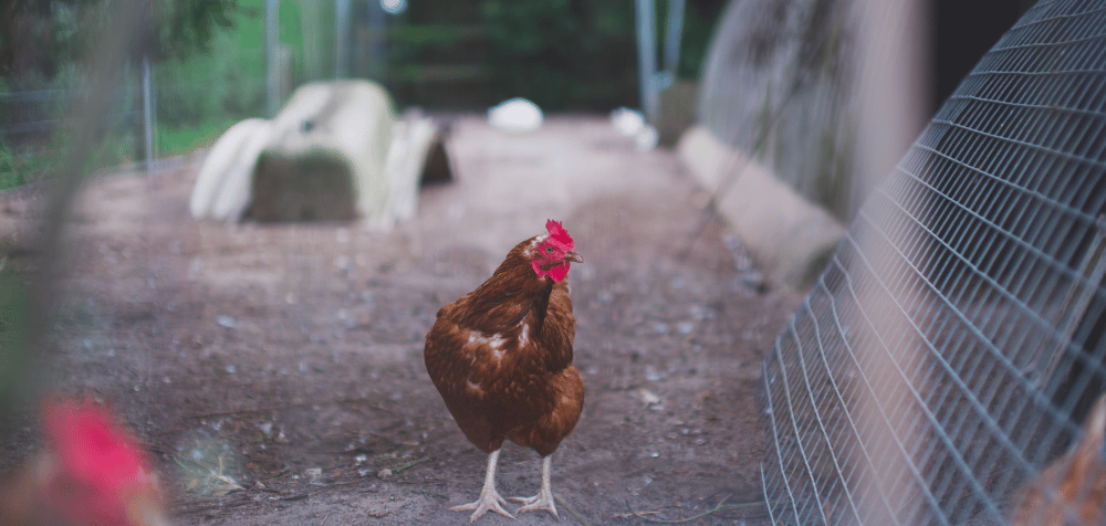 Is a portable chicken coop right for you?