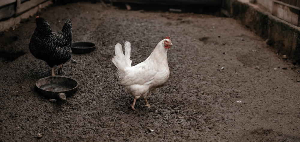 Signs Your Chicken Coop Needs Maintenance