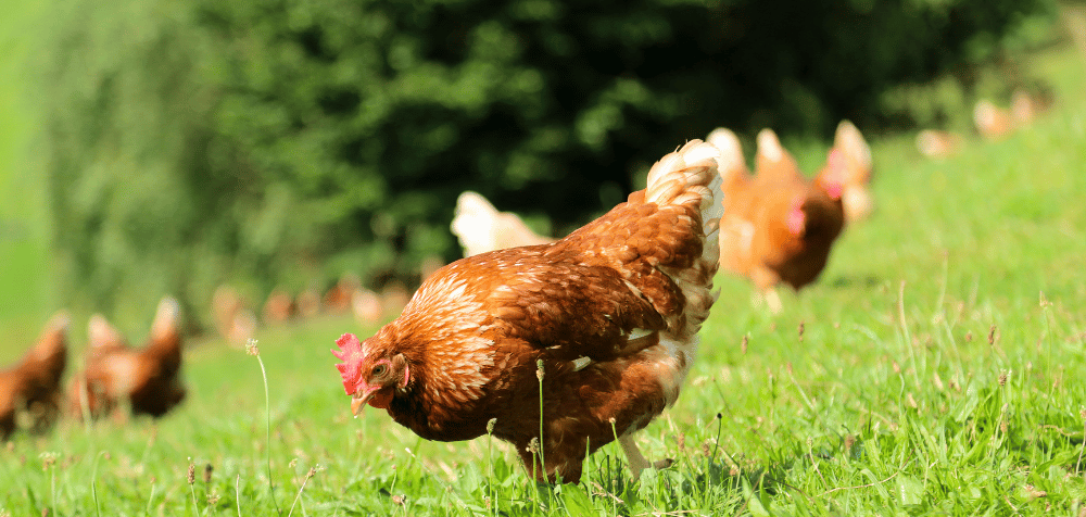 Raising healthy chickens