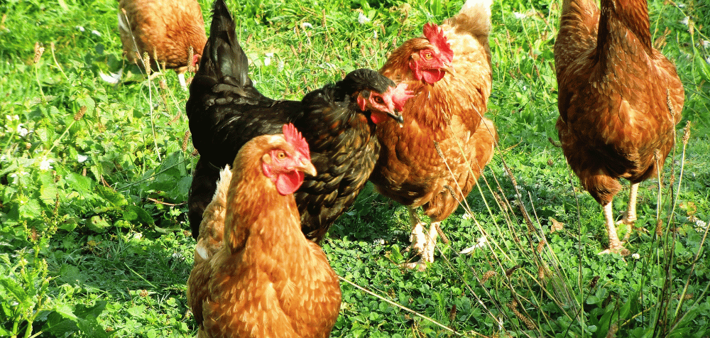 Give Your Chickens Space to Roam