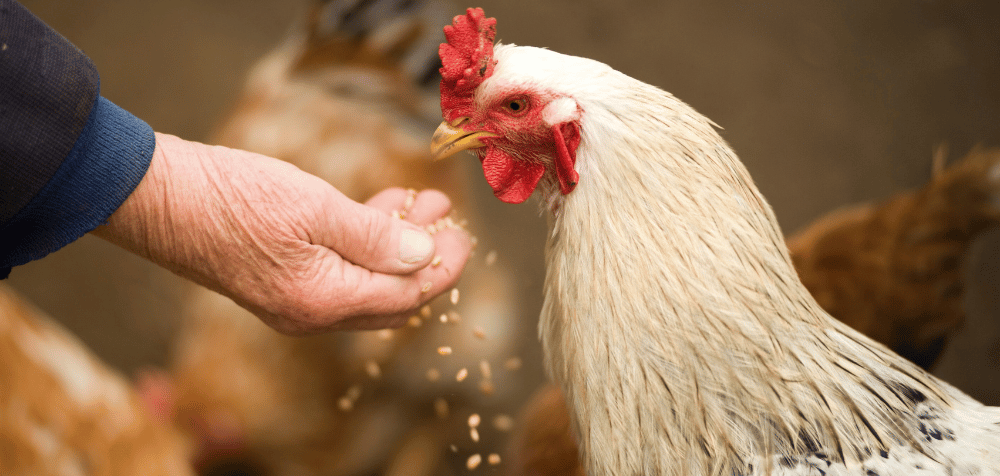 Provide Grit and Calcium Supplements