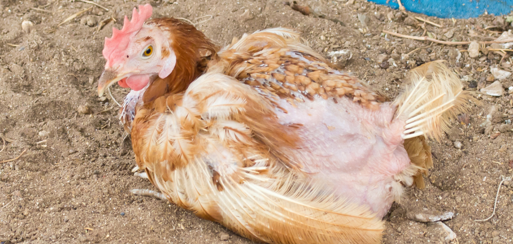 How to Identify and Treat Common Chicken Diseases