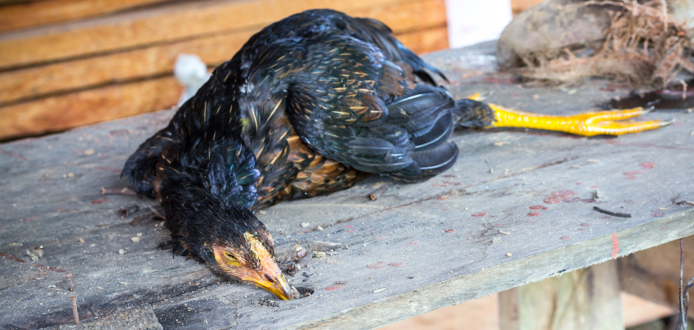 Common Chicken Diseases and Their Symptoms