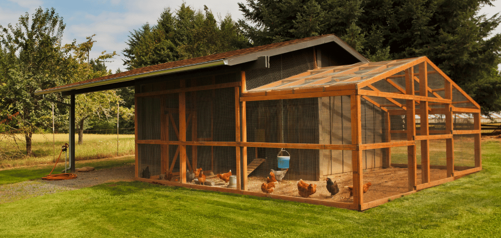 Best Chicken Coops