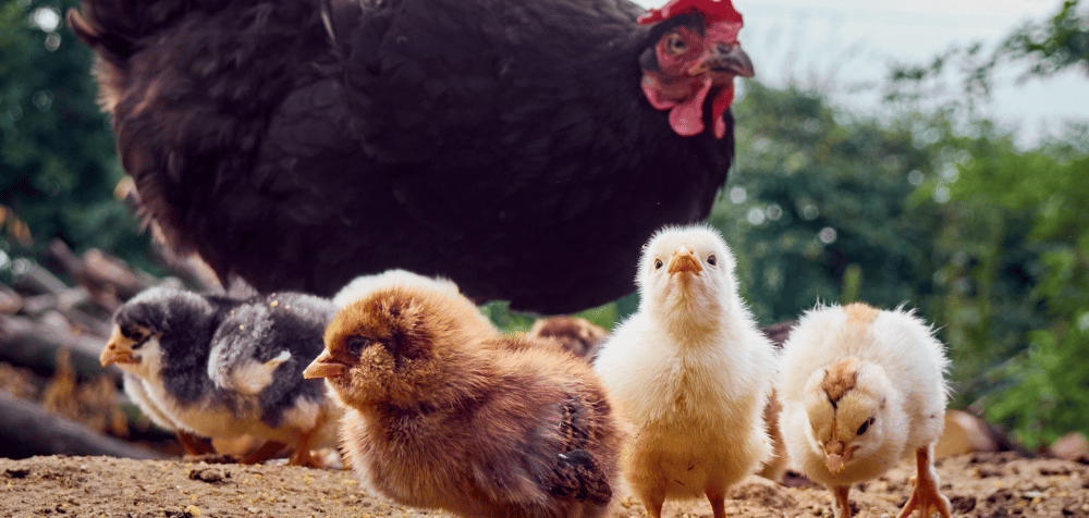 A Balanced Diet for Your Chickens: What You Need To Know